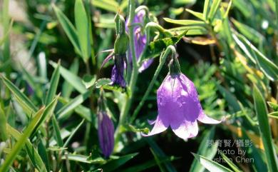 Adenophora morrisonensis subsp. morrisonensis 玉山沙參