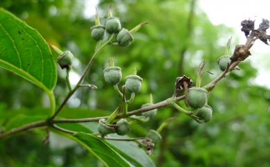 Deutzia pulchra 大葉溲疏