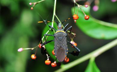 Leptoglossus gonagra (Fabricius, 1775) 葉足緣椿象