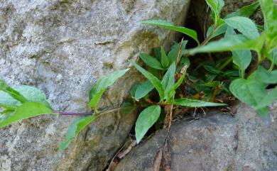 Cyclocodon lancifolius 臺灣土黨參