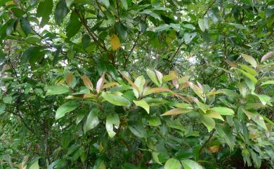 Syzygium euphlebium (Hayata) Mori 細脈赤楠