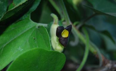 Aristolochia heterophylla Hemsl. 異葉馬兜鈴