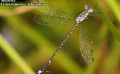 Lestes praemorsus decipiens Körby, 1893 隱紋絲蟌