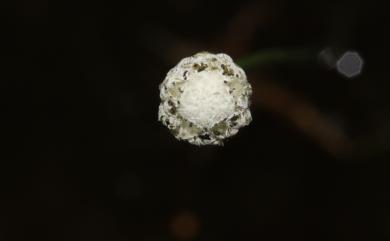 Eriocaulon buergerianum Körn. 連萼穀精草