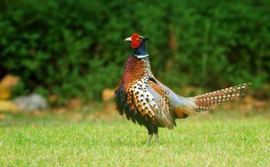 Phasianus colchicus formosanus Elliot, 1870 環頸雉(台灣特有亞種)