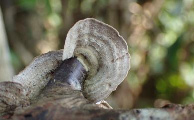 Trametes villosa (Fr.) Kreisel. 長絨毛栓菌