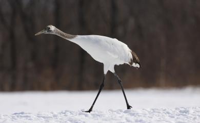 Grus japonensis (Statius Müller, 1776) 丹頂鶴