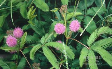 Mimosa pudica 含羞草