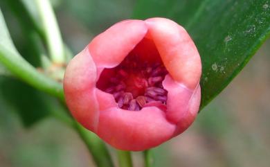 Illicium arborescens Hayata 臺灣八角