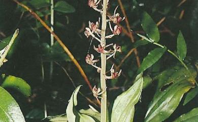 Liparis formosana Rchb.f. 寶島羊耳蒜