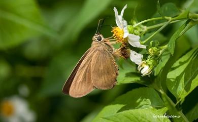 Badamia exclamationis (Fabricius, 1775) 長翅弄蝶