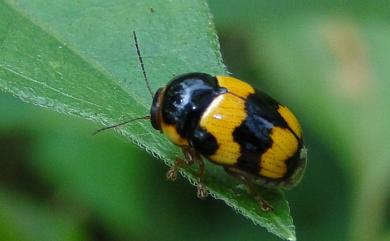 Cryptocephalus formosanus Chujo, 1934 黑帶筒金花蟲