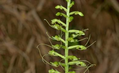 Peristylus calcaratus (Rolfe) S.Y.Hu 貓鬚蘭