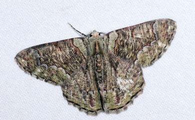 Lophophelma iterans onerosus (Inoue, 1970) 明線垂耳尺蛾