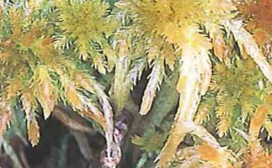 Sphagnum junghuhnianum Dozy & Molk., 1854 暖地泥炭苔