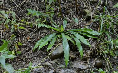 Murdannia edulis 葶花水竹葉