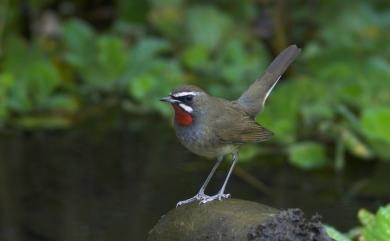 Calliope calliope camtschatkensis (Gmelin, 1789) 野鴝(勘察加亞種)