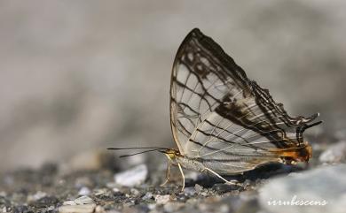 Cyrestis thyodamas formosana Fruhstorfer, 1898 網絲蛺蝶