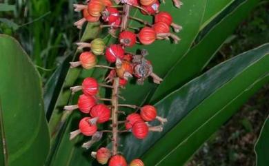 Alpinia zerumbet 月桃