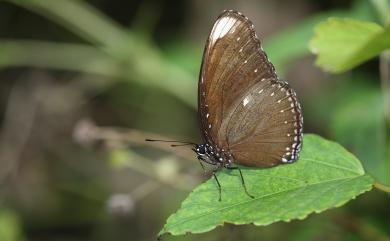 Hypolimnas anomala Walker, 1869 端紫幻蛺蝶