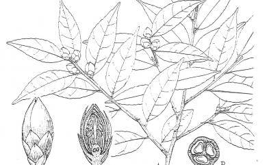 Camellia transnokoensis 泛能高山茶