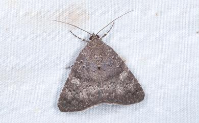 Amyna punctum Fabricius, 1794