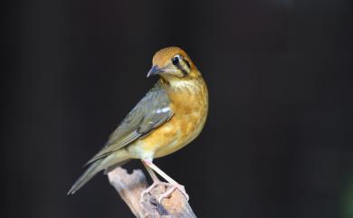 Geokichla citrina (Latham, 1790) 橙頭地鶇