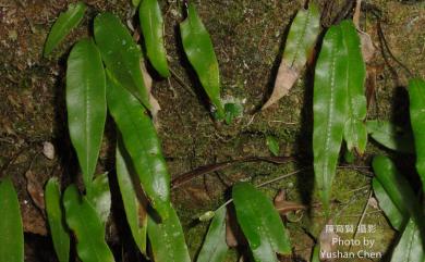Deparia lancea (Thunb.) Fraser-Jenk. 單葉對囊蕨