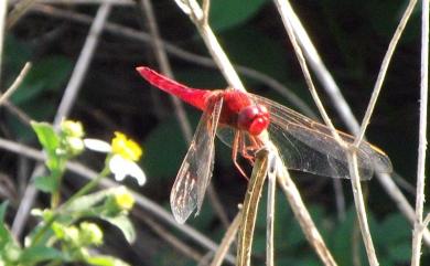 Crocothemis servilia servilia 猩紅蜻蜓