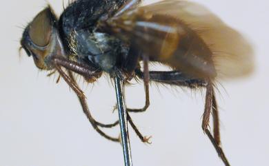 Dexopollenia maculata Villeneuve, 1933 中斑瘦粉蠅