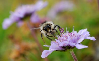 Bombus sonani (Frison, 1934) 楚南熊蜂