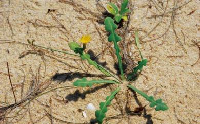 Launaea sarmentosa 蔓莖栓果菊