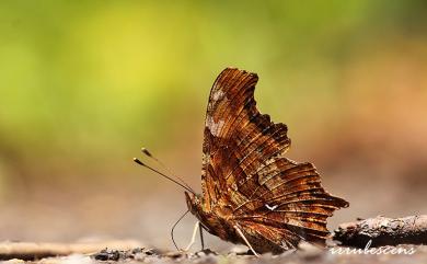 Polygonia c-album asakurai Nakahara, 1920 突尾鉤蛺蝶