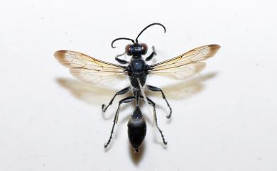 Sphecidae Latreille, 1802 細腰蜂科