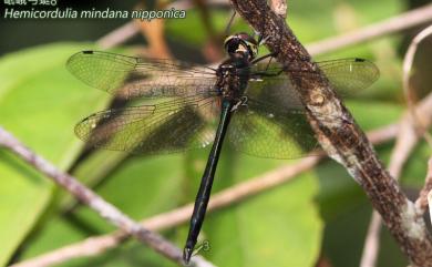 Hemicordulia mindana nipponica Asahina, 1980 岷峨弓蜓