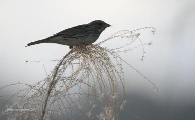 Emberiza spodocephala sordida (Blyth, 1844) 黑臉鵐(華南亞種)