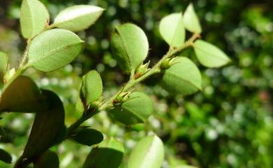 Diospyros vaccinioides Lindl. 楓港柿