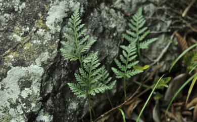 Davallia repens (L.f.) Kuhn 陰石蕨