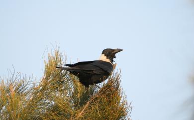 Corvus pectoralis Gould, 1836 玉頸鴉