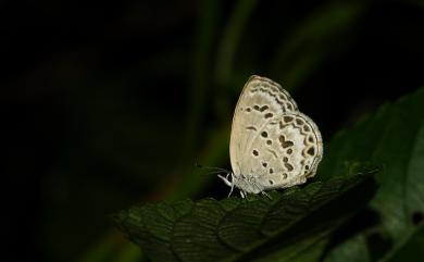 Chilades lajus koshuensis Matsumura, 1919 綺灰蝶