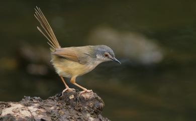 Prinia flaviventris sonitans (Swinhoe, 1860) 灰頭鷦鶯