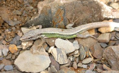 Takydromus hsuehshanensis Lin&Cheng, 1981 雪山草蜥