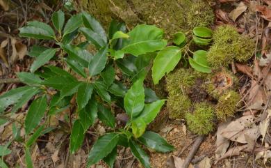 Castanopsis chinensis 桂林栲