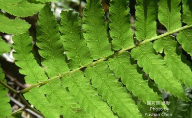 Diplazium dilatatum 廣葉鋸齒雙蓋蕨