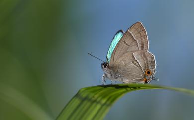 Chrysozephyrus teisoi (Sonan, 1941) 碧翠灰蝶