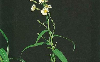 Pterocypsela indica (L.) C.Shih 鵝仔草