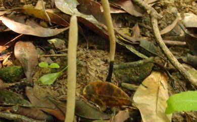 Xylaria escharoidea (Berk.) Fr. 芽孔炭角菌