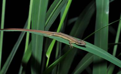 Takydromus formosanus Boulenger, 1894 臺灣草蜥