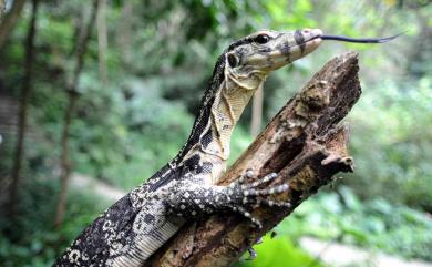 Varanus salvator LAURENTI 1768 澤巨蜥