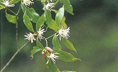 Illicium anisatum 白花八角